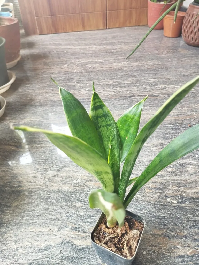 SP14 - Silver Spears.webp