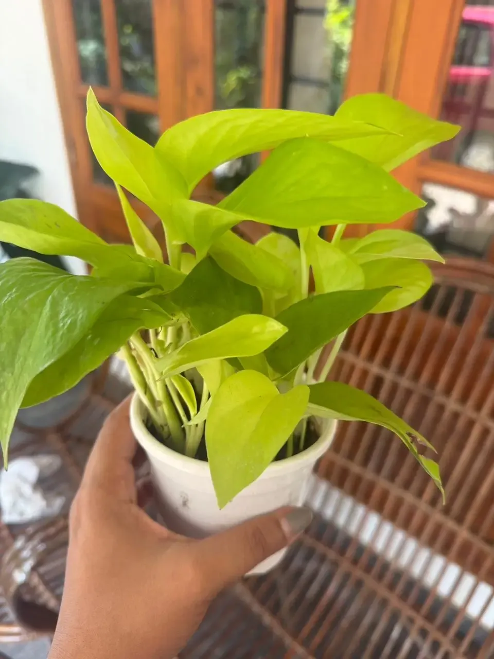 MP602 Golden Money Plant.webp