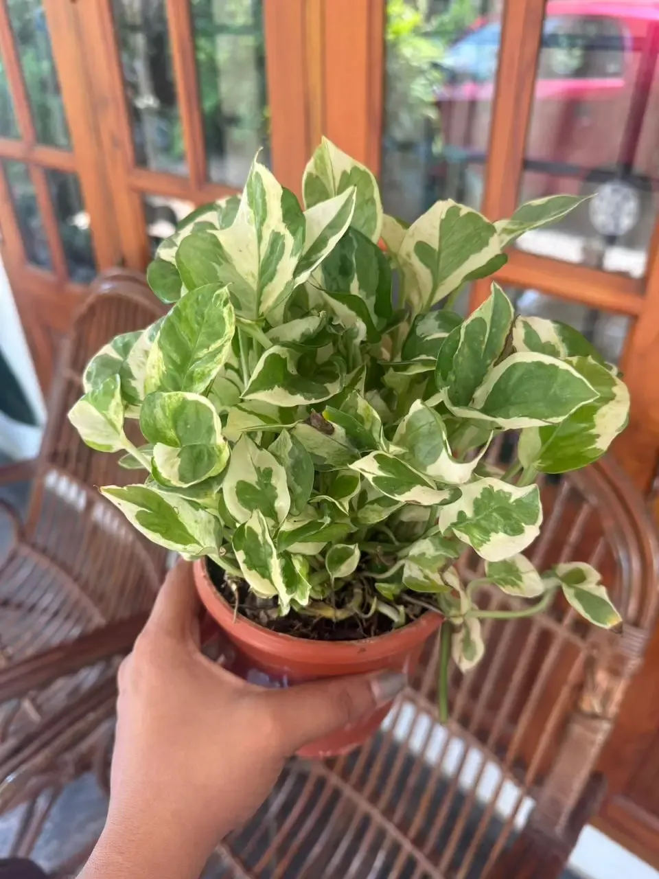 MP601 Money Plant Njoy.webp