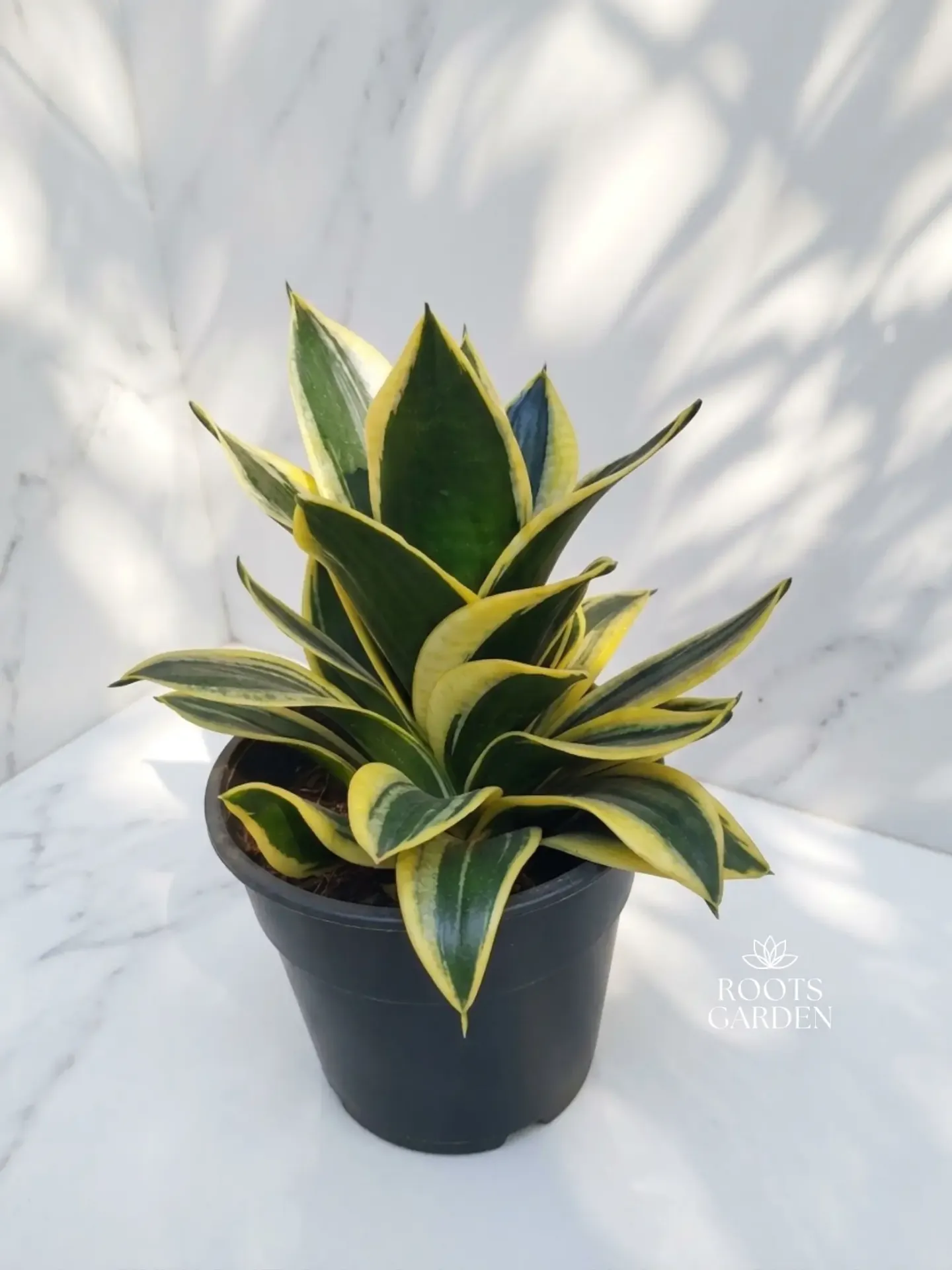 [SP201] Black Gold Snake Plant