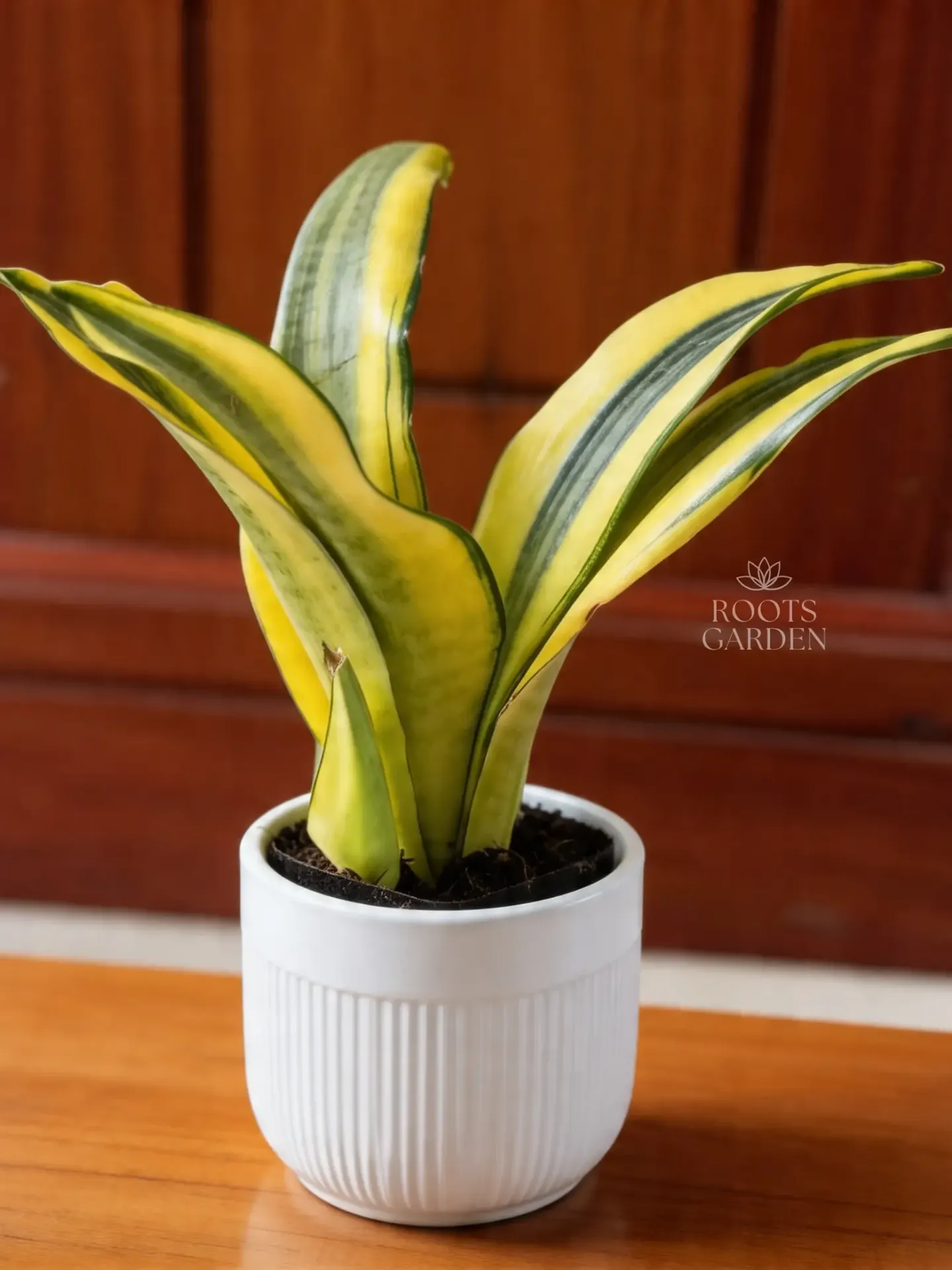 [SP208] Gold Dust Snake Plant