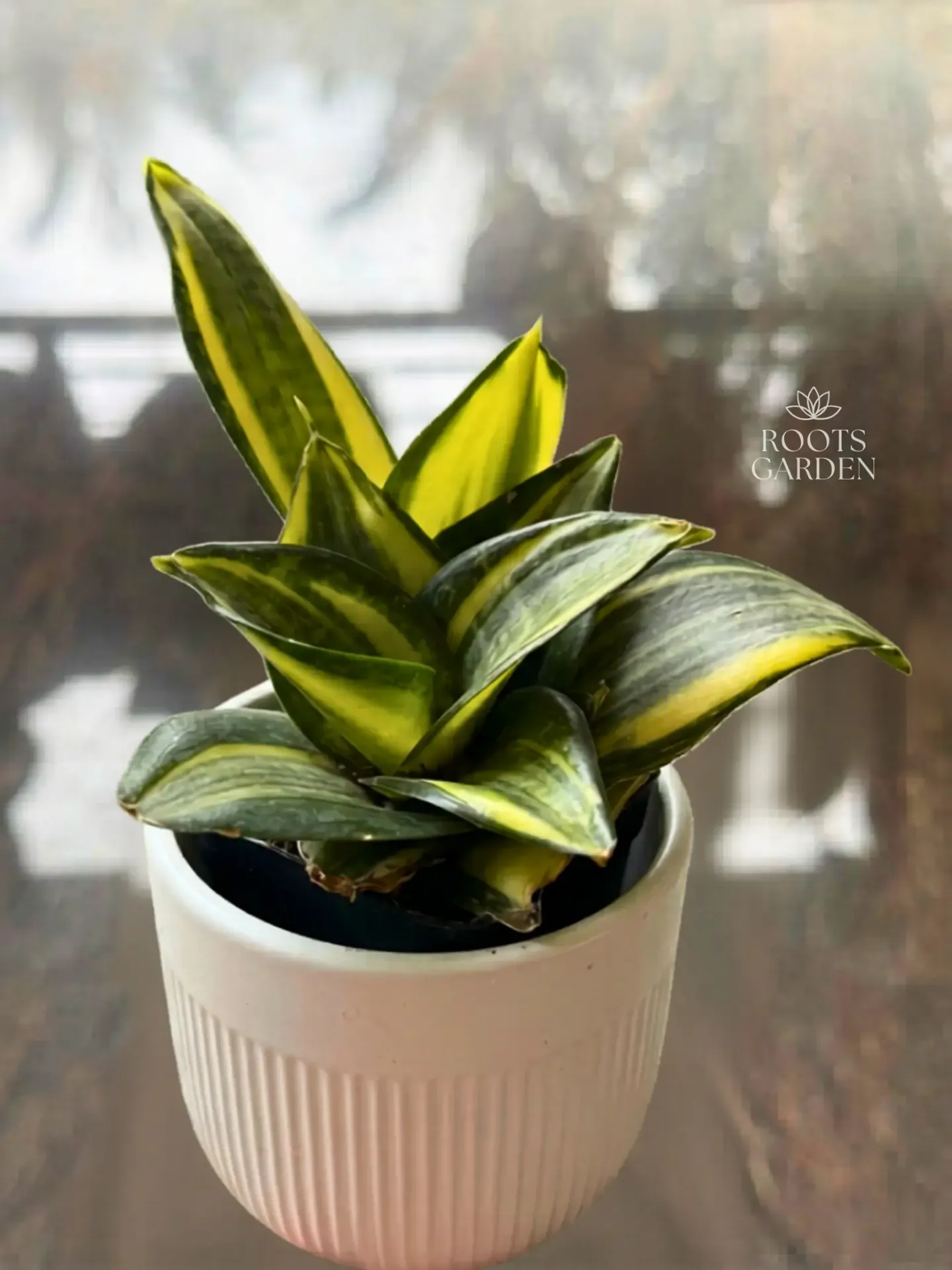 [SP213] Hahnii Gold Snake Plant
