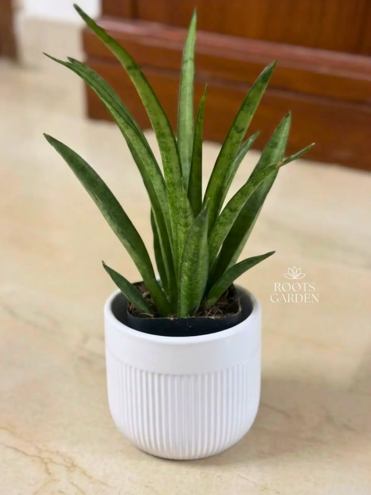 [SP206] Lilliput Snake Plant