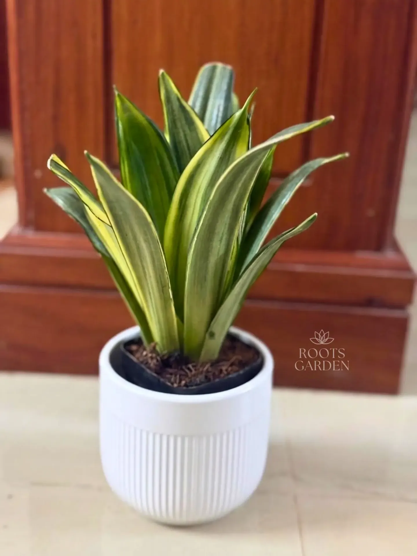 Silver Spears Snake Plant