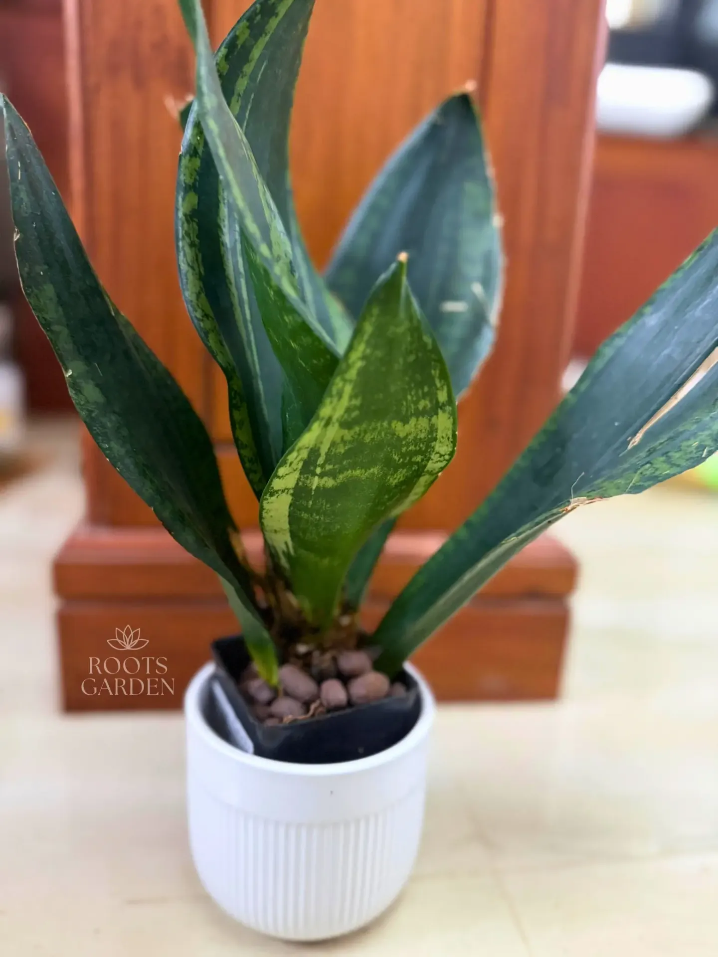 [SP207] Whitney Snake Plant