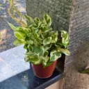 Njoy Pothos Money Plant