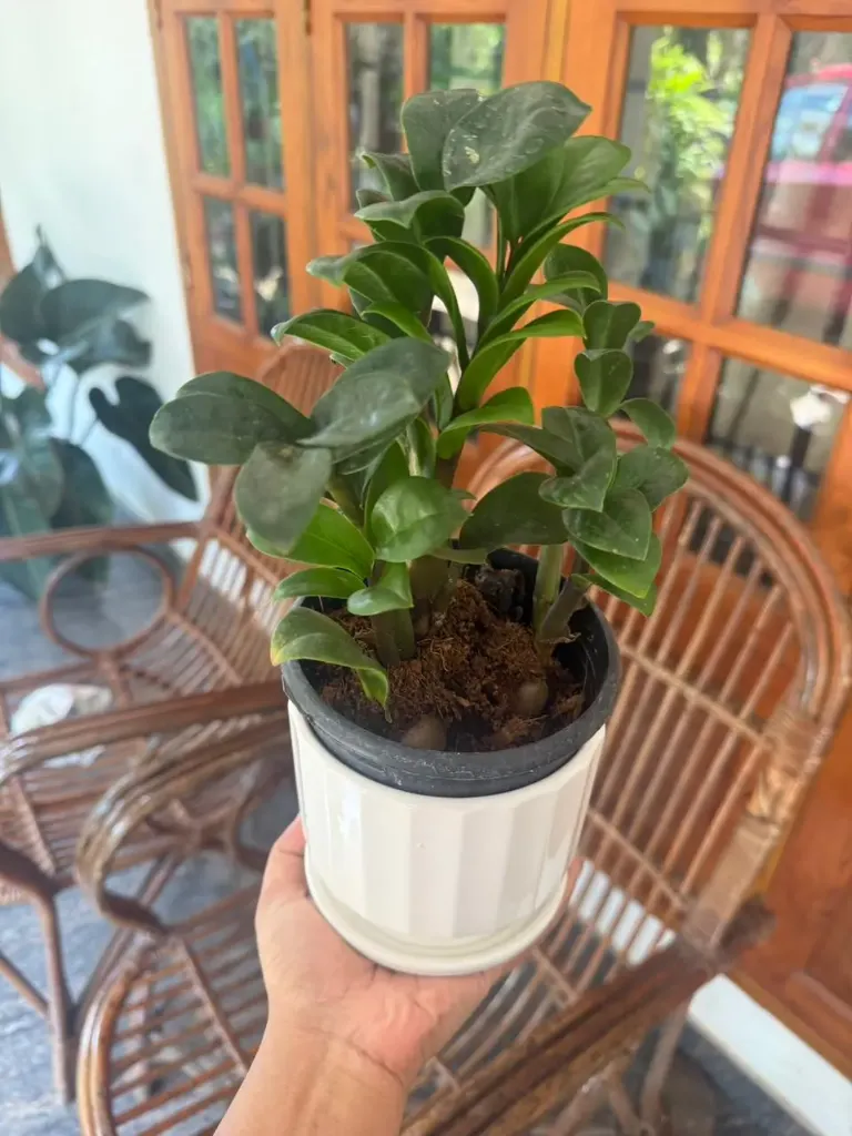 [CM002] ZZ - Zamia Zenzi Combo PN303  (With POT)