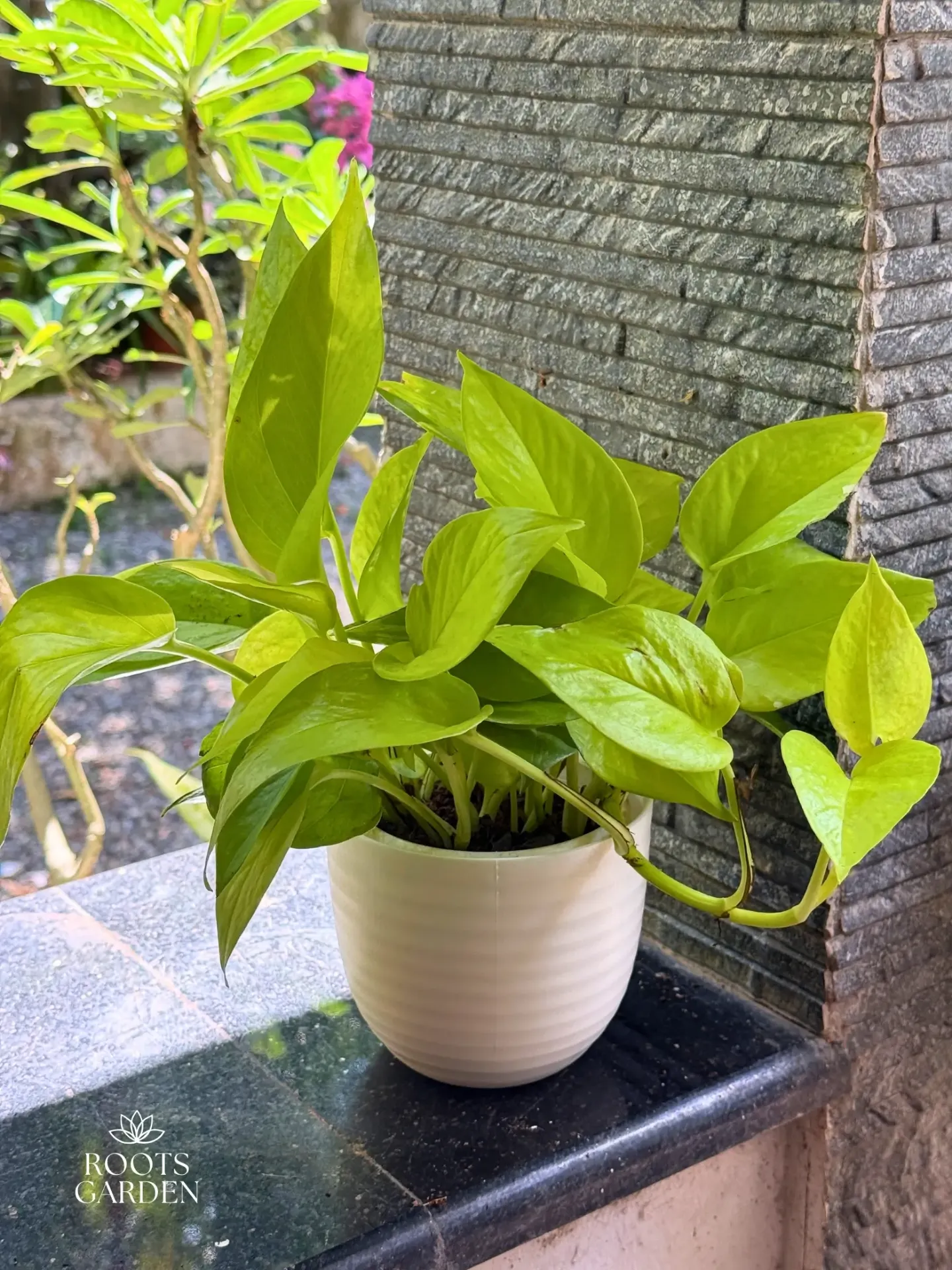 Golden Money Plant Combo MP602 (With POT-P)