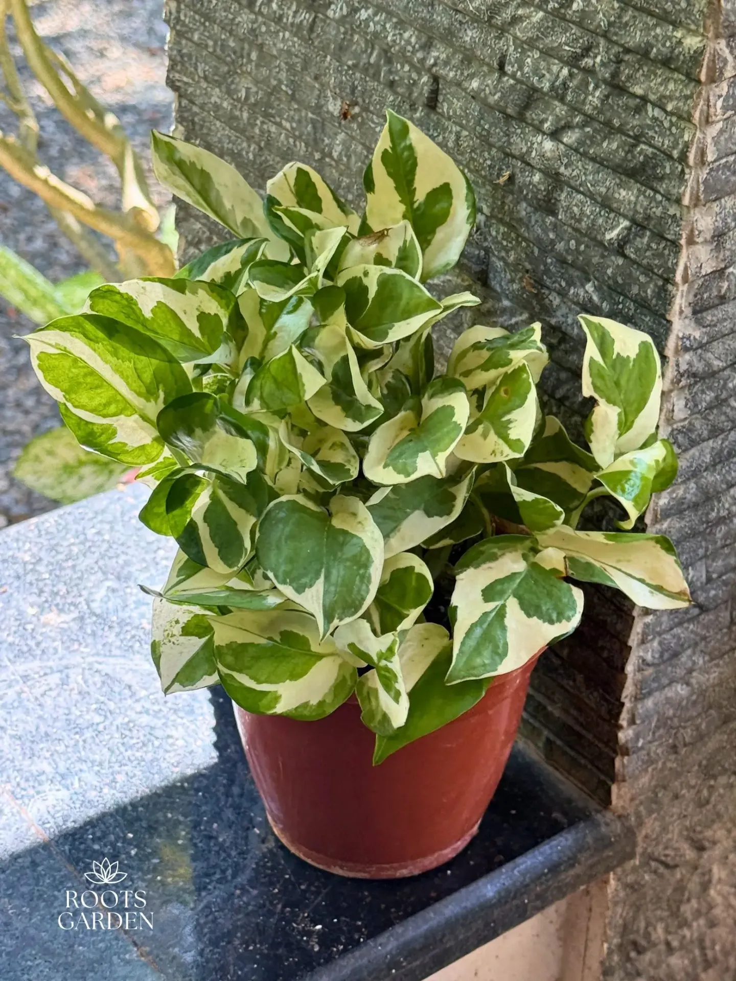 Money Plant Njoy Combo MP601 (With POT-P)