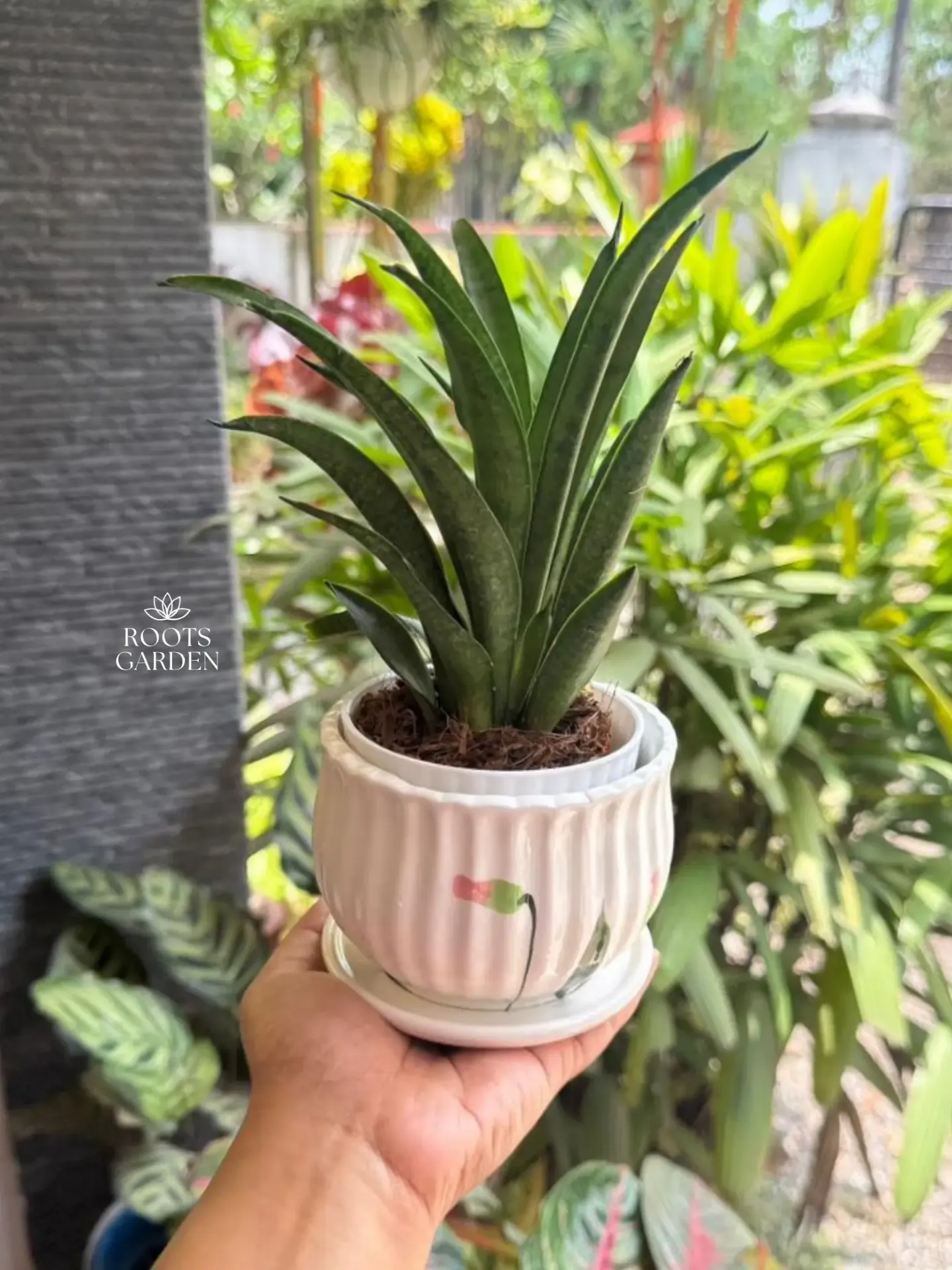 Lilliput Snake Plant Combo SP206 (With POT-C)