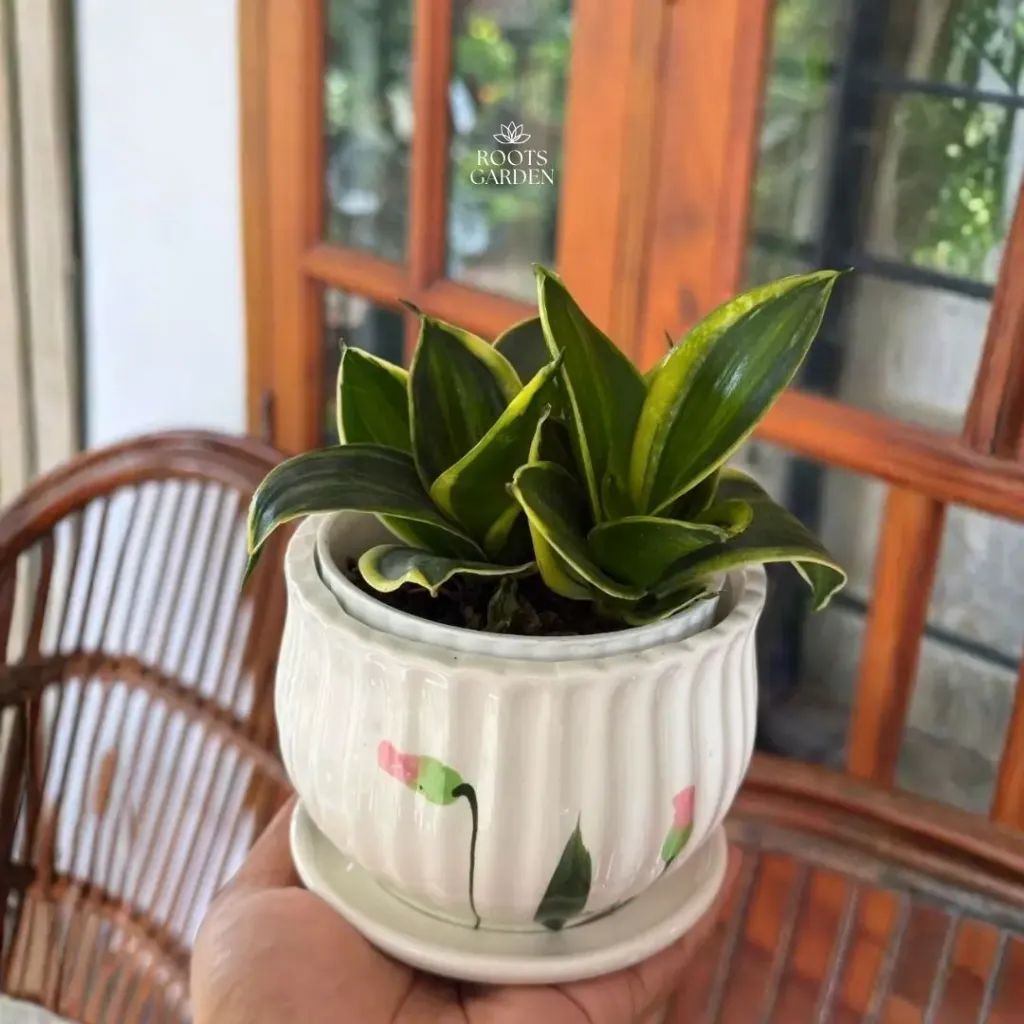 Hahnii Gold Snake Plant Combo SP213  (With POT-C)