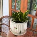 Hahnii Gold Snake Plant Combo SP213  (With POT)