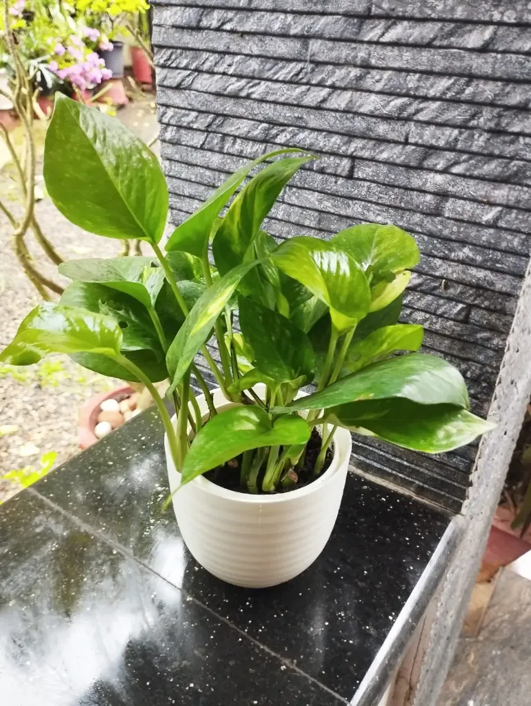 Green Money Plant Combo MP601 (With POT-P)