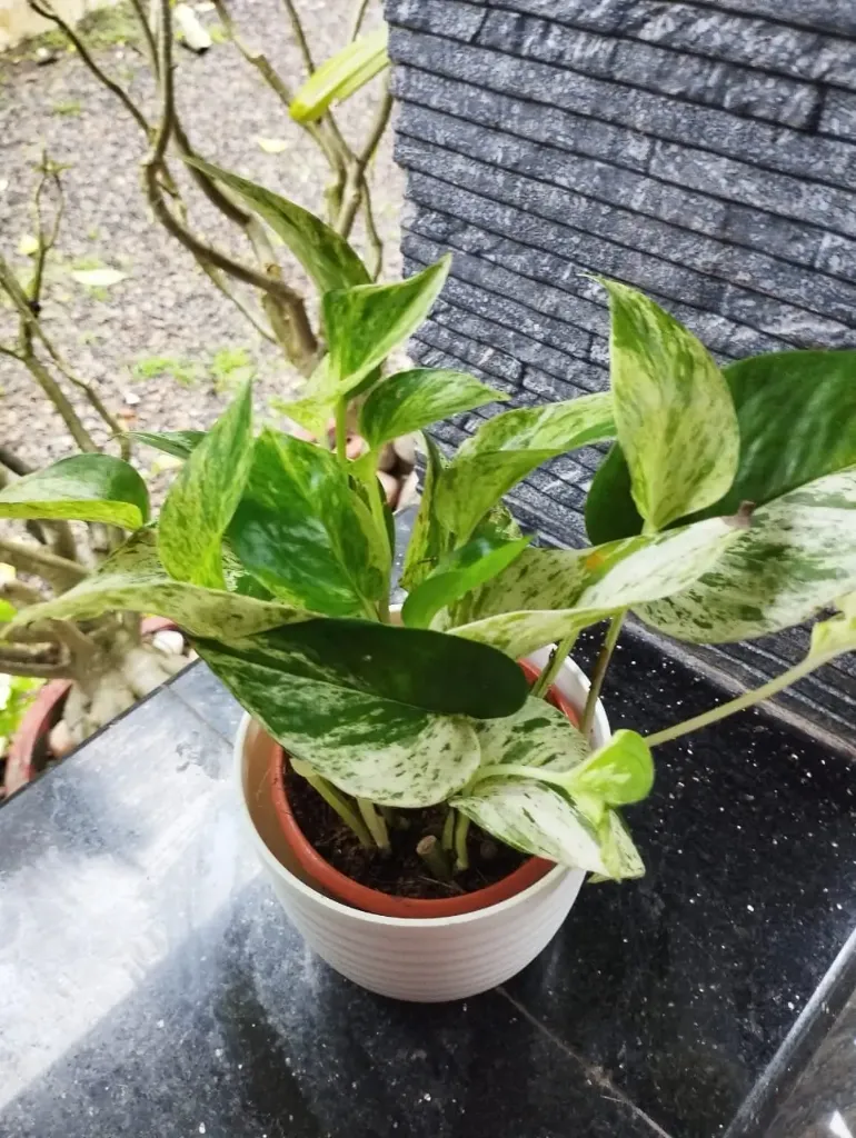 Marble Money Plant Combo MP601 (With POT-P)
