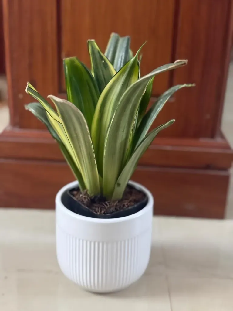 SP14 - Silver Spears (Small)