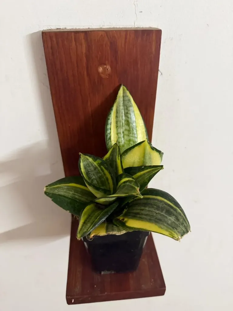 SP17 - Hahnii Gold Dwarf