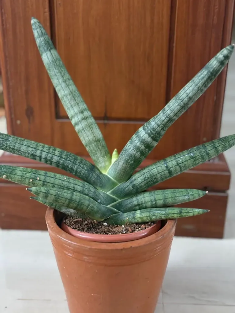 SP15 - Cylindrica (Small)