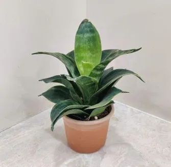 SP19 - Green Variegated