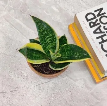 SP18 - Laurentii (Small)