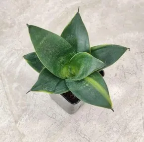 SP22 - Green Dwarf (Small)