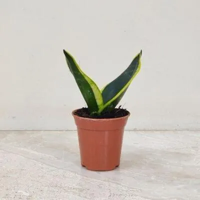 Black Gold SP201 (V) (Small)